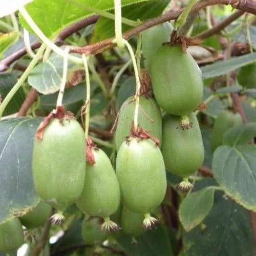 Mini Kiwi (actinidia kolomikta) DR. SZYMANOWSKI