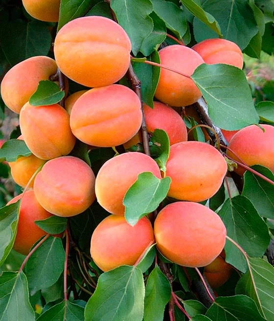 Marhule