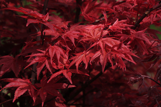 Javor dlaňolistý SHAINA (Acer Palmatum)