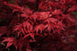 Javor dlaňolistý SHAINA (Acer Palmatum)