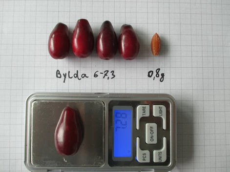 Drieň obyčajný (Cornus Mas) BYLDA