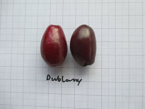 Drieň obyčajný (Cornus Mas) DUBLANY