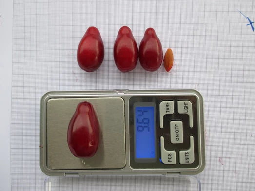 Drieň obyčajný (cornus mas) Egzoticznyj