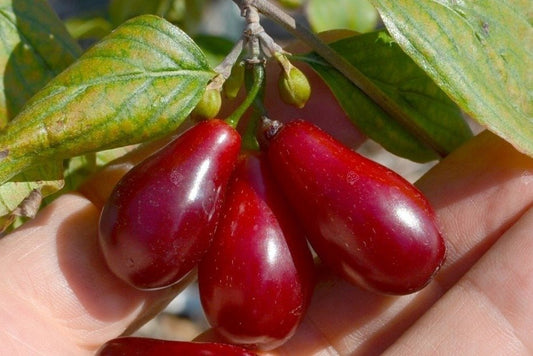 Drienka (Cornus mas)  Bolestraszycki