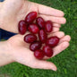 Drieň (cornus mas) MATADOR
