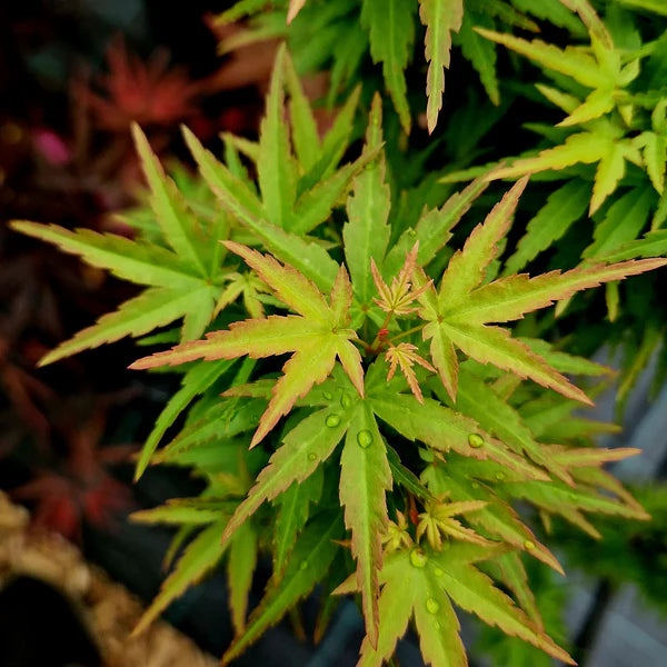 Javor Dlaňolistý KOTOHIME (Acer Palmatum)