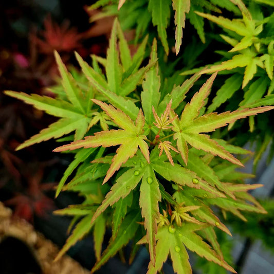 Javor Dlaňolistý KOTOHIME (Acer Palmatum)
