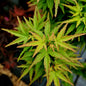 Javor Dlaňolistý KOTOHIME (Acer Palmatum)