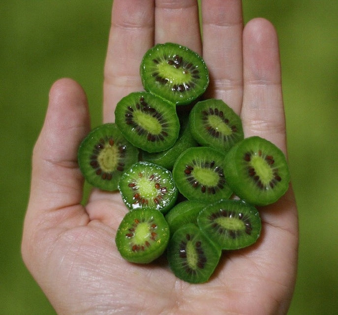 Mini Kiwi (actinidia kolomikta) DR. SZYMANOWSKI
