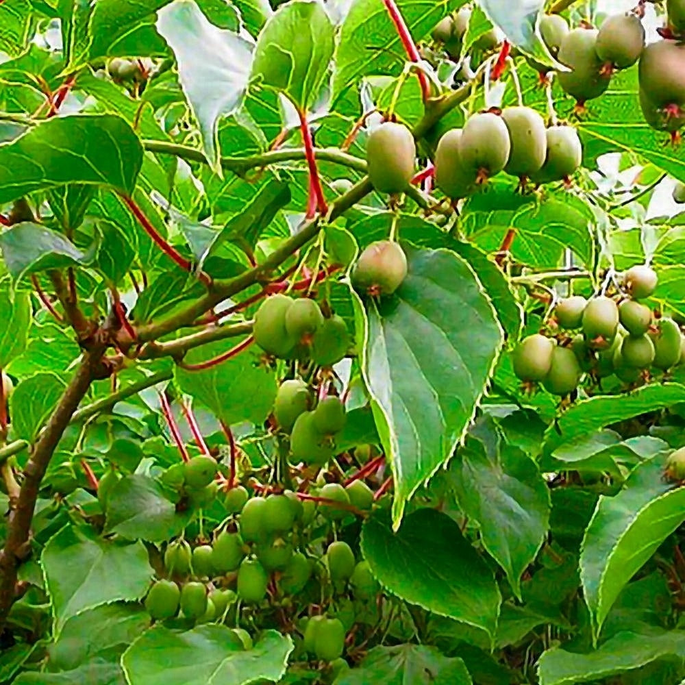 Mini Kiwi (actinidia kolomikta) DR. SZYMANOWSKI
