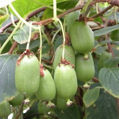 Mini Kiwi (actinidia kolomikta) DR. SZYMANOWSKI