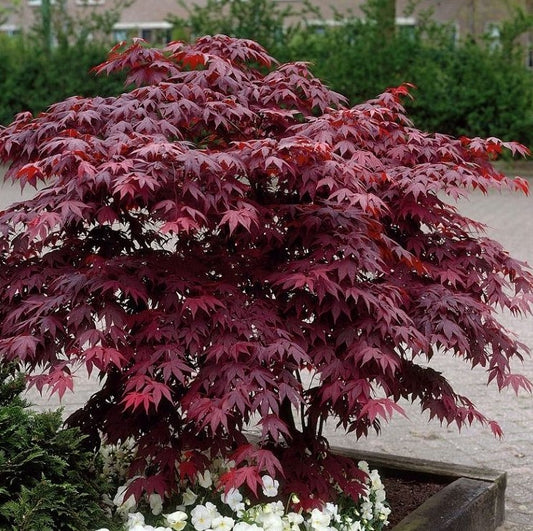 Javor dlaňolistý BLOODGOOD (Acer Palmatum)