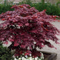 Javor dlaňolistý BLOODGOOD (Acer Palmatum)