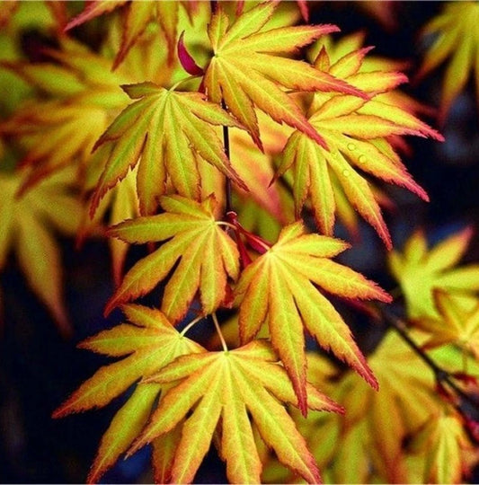 Javor Dlaňolistý KATSURA (Acer Palmatum)