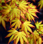 Javor Dlaňolistý KATSURA (Acer Palmatum)