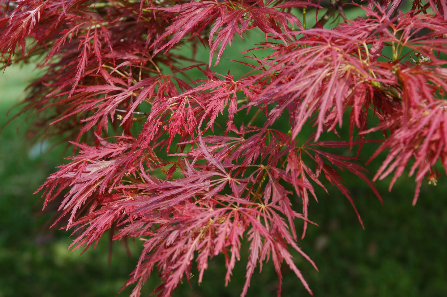 Javor Dlaňolistý DISSECTUM ATROPURPUREUM (Acer Palmatum)