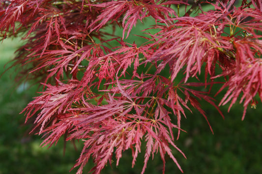 Javor Dlaňolistý DISSECTUM ATROPURPUREUM (Acer Palmatum)