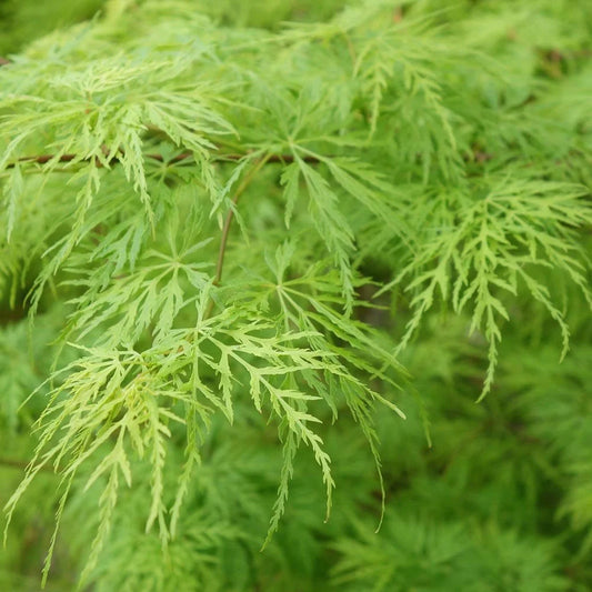 Javor Dlaňolistý DISSECTUM VIRIDIS (Acer Palmatum)