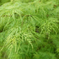 Javor Dlaňolistý DISSECTUM VIRIDIS (Acer Palmatum)