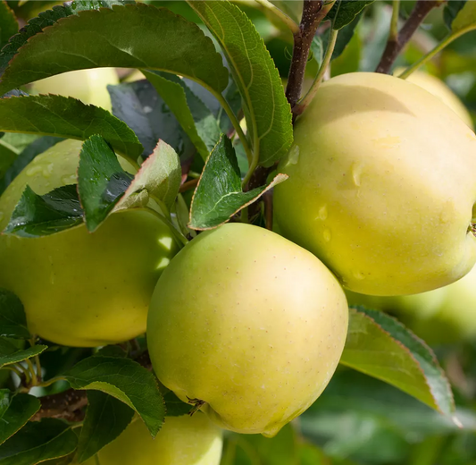 Jabloň (malus domestica) GOLDEN DELICIOUS