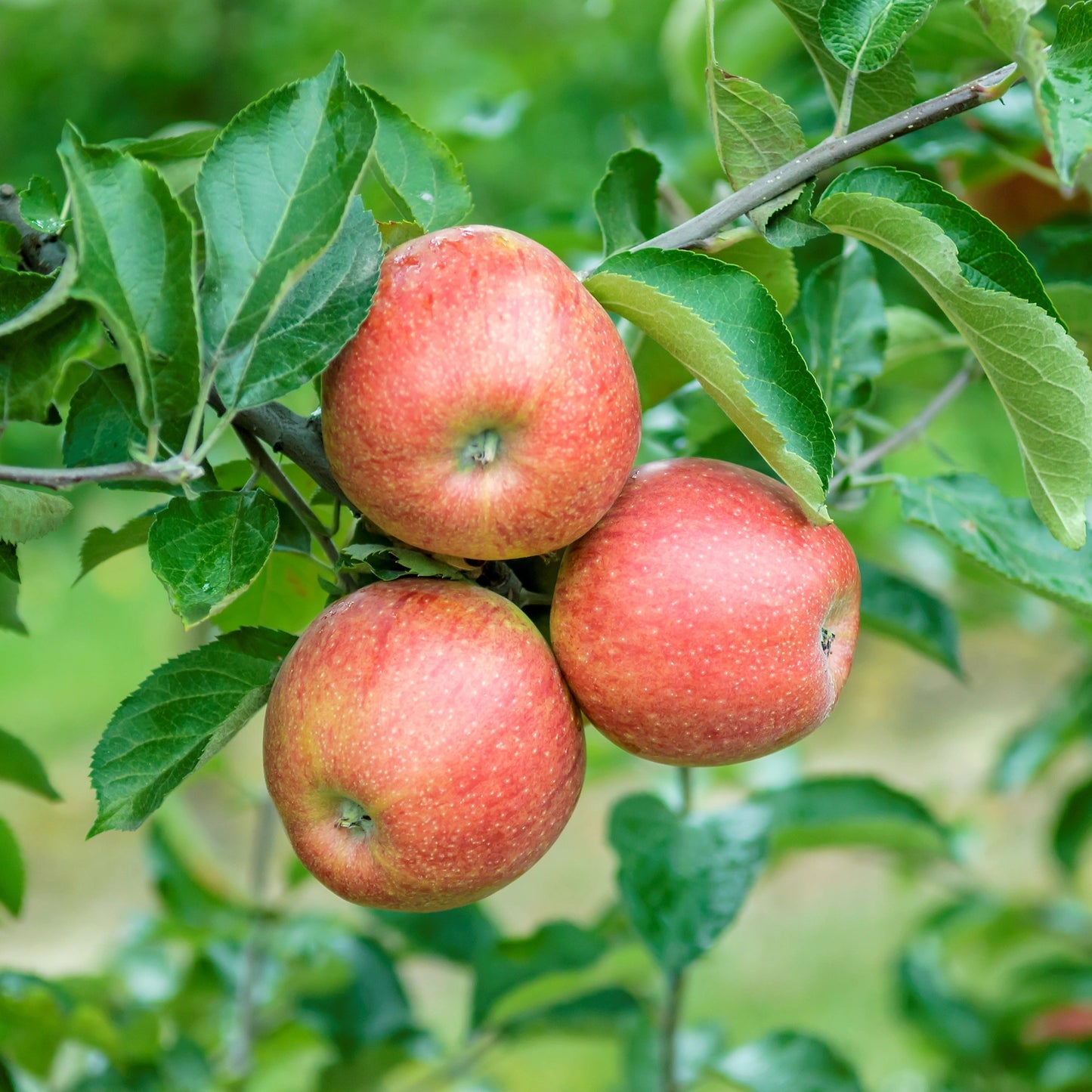 Jabloň (malus domestica) JONAGOLD