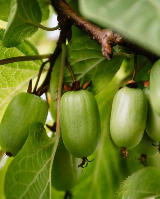 Mini kiwi (Actinidia Kolomikta) SENTYABRASKAYA